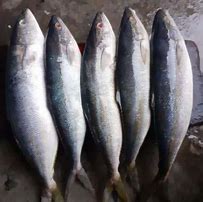 Harga Ikan Salmon Lokal