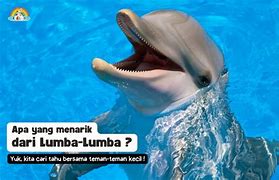 Ikan Lumba Lumba Bahasa Inggrisnya Apa